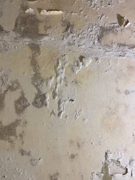 Best Post-Flood Mold Remediation in Buckhead, GA