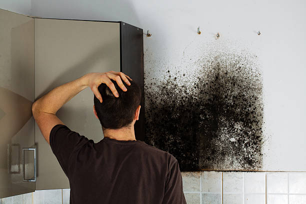 Best Attic Mold Remediation in Buckhead, GA