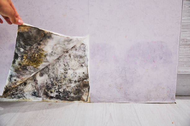Best Industrial Mold Remediation in Buckhead, GA